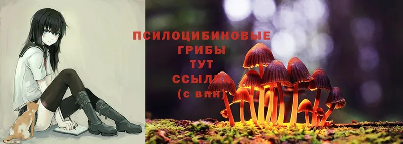 мориарти формула  ОМГ ОМГ онион  Калачинск  Псилоцибиновые грибы Psilocybine cubensis 